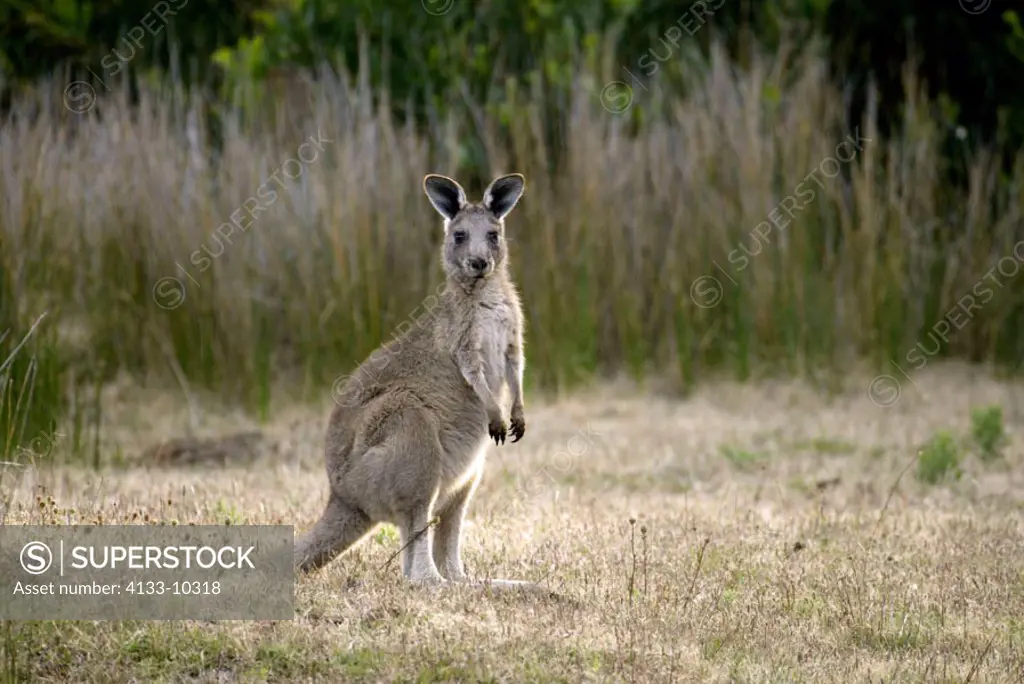 Eastern Grey Kangaroo Macropus giganteus Australia