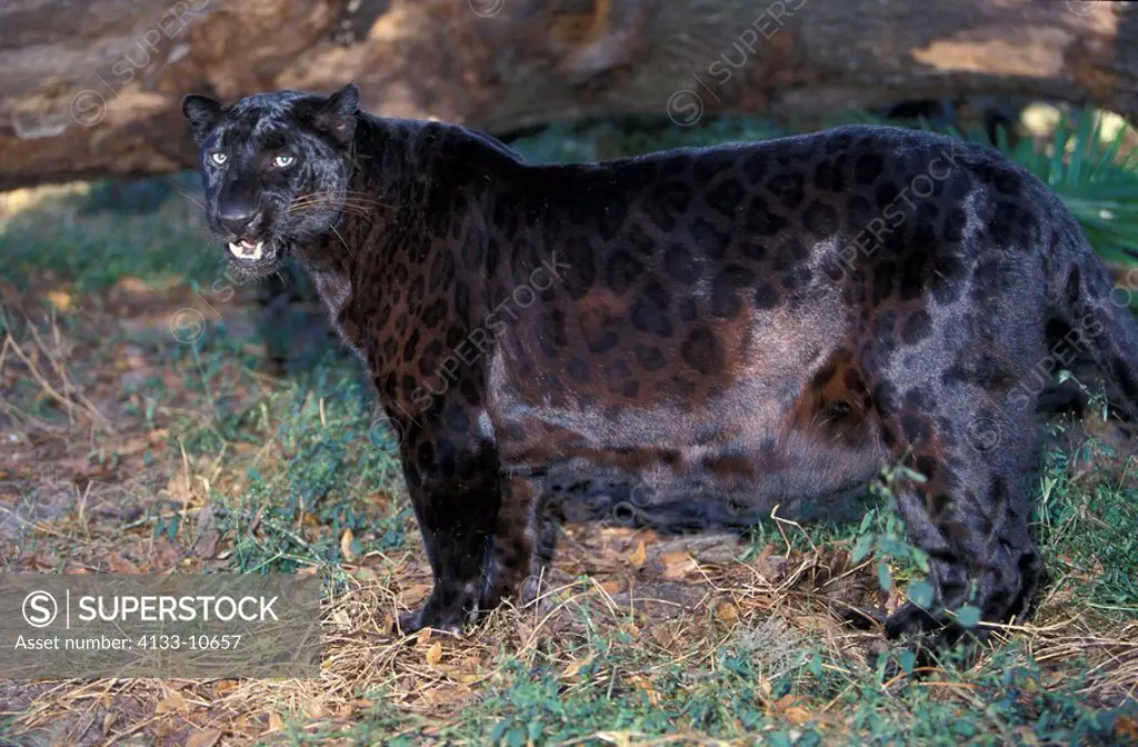 Black Asian Leopard,Panthera pardus fusca,India,Asia,adult