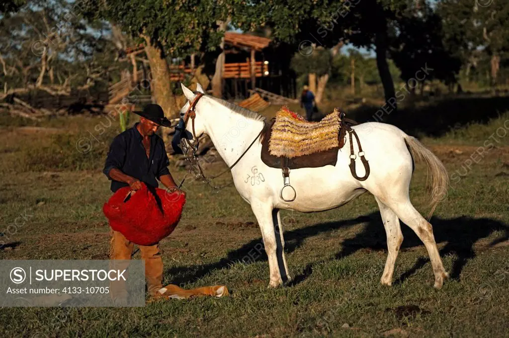 Pantanal Cowboy,Pantaneiro,Horse,Pantaneiro Horse,Pantanal,Brazil,saddle his Horse