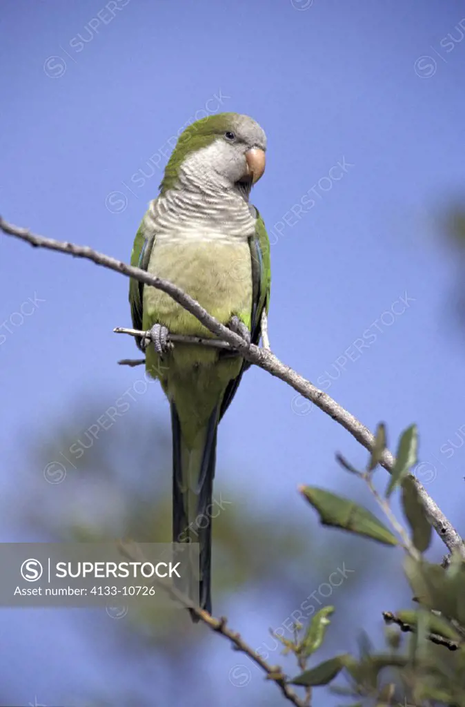 Monk Parakeet , Myiopsitta monachus , Florida , USA , America , adult on tree