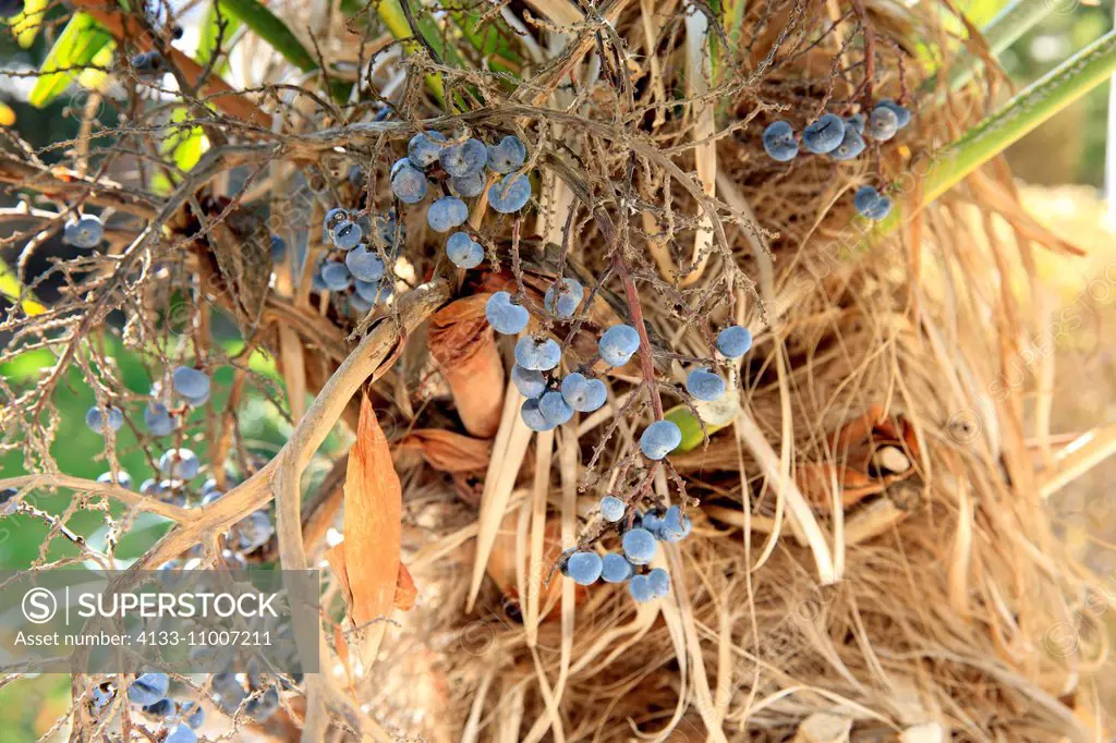 Chusan Palm, Windmill Palm, (Trachycarpus fortunei), fruits, Ellerstadt, Germany, Europe