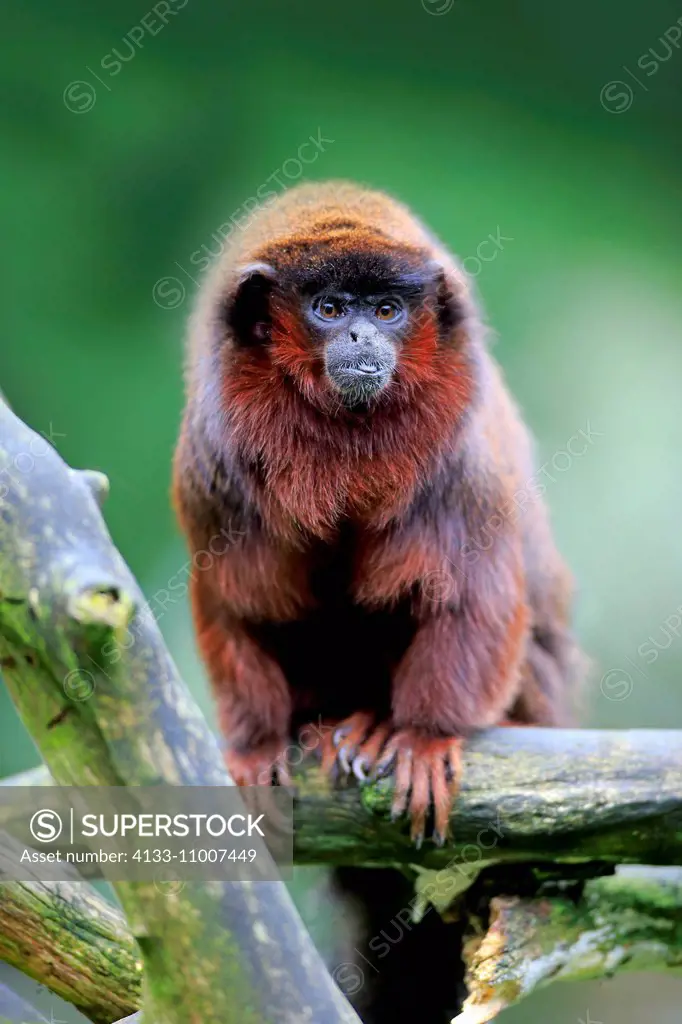 Dusky titi monkey, (Callicebus moloch), adult, tree, trees, South America