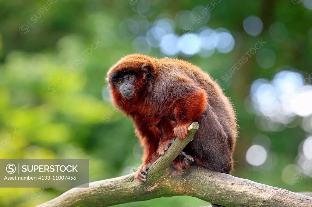 Dusky titi monkey, (Callicebus moloch), adult, tree, trees, South America