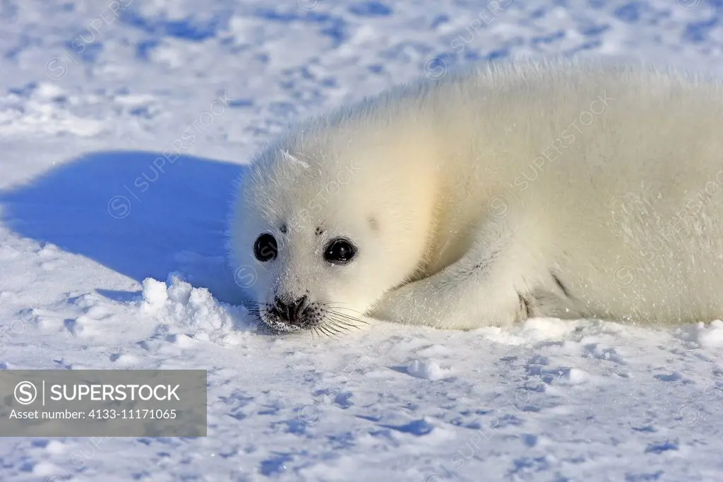 Harp Seal, Saddleback Seal, (Pagophilus groenlandicus), Phoca groenlandica, seal pup on pack ice, Magdalen Islands, Gulf of St. Lawrence, Quebec, Cana...