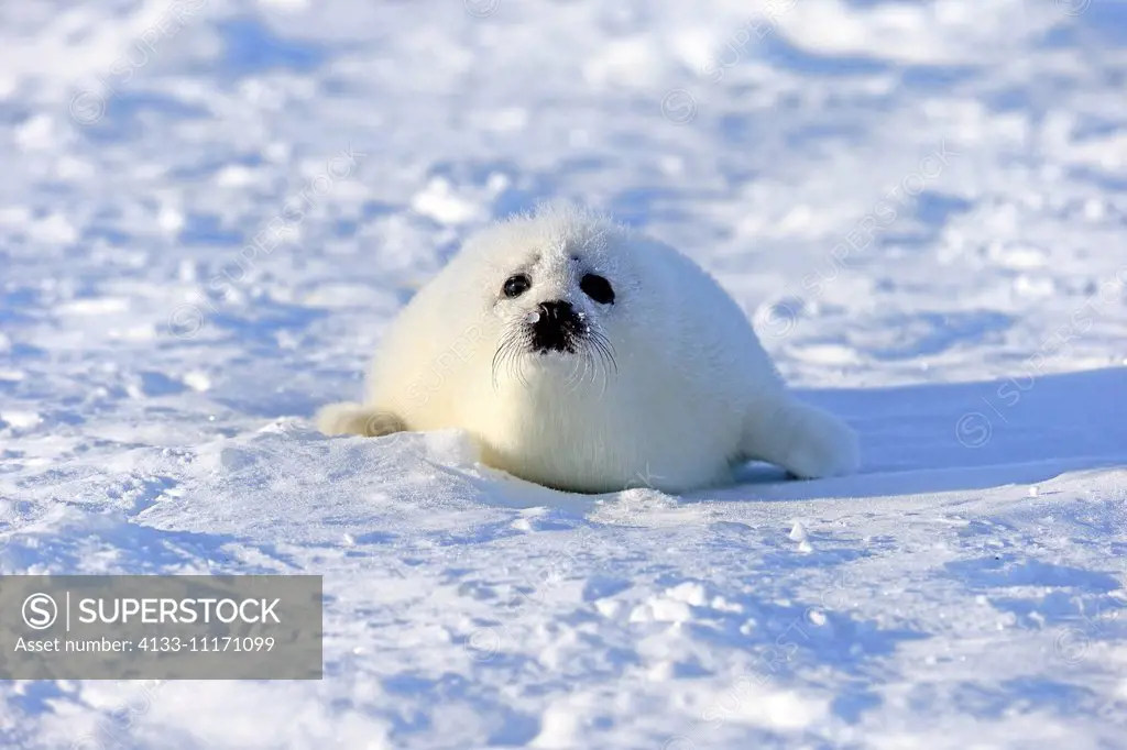 Harp Seal, Saddleback Seal, (Pagophilus groenlandicus), Phoca groenlandica, seal pup on pack ice, Magdalen Islands, Gulf of St. Lawrence, Quebec, Cana...