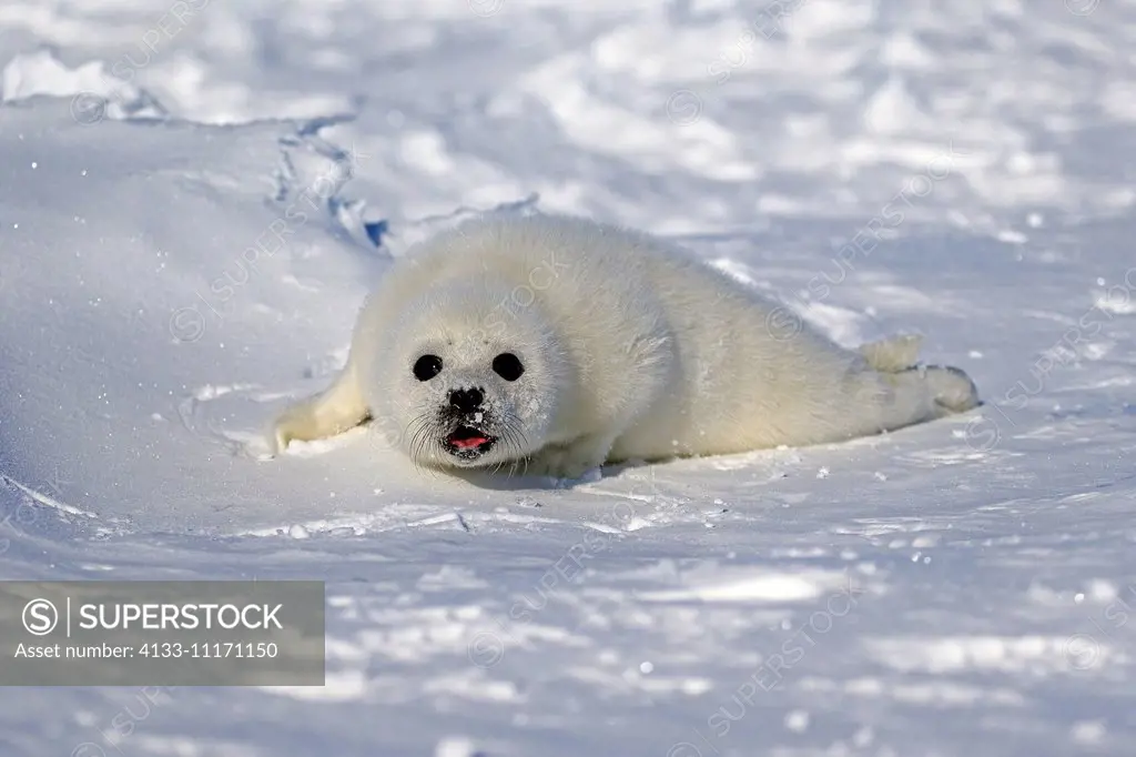 Harp Seal, Saddleback Seal, (Pagophilus groenlandicus), Phoca groenlandica, seal pup on pack ice calling, Magdalen Islands, Gulf of St. Lawrence, Queb...