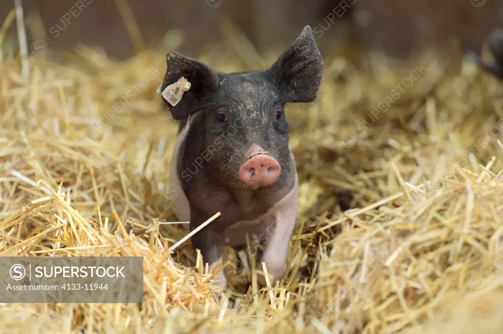 Pig domestic pic Sus species Germany Europe