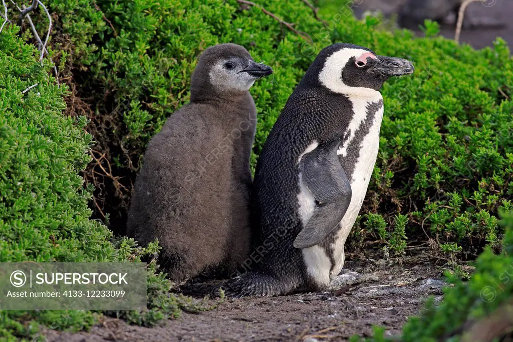 Jackass Penguin, African penguin, (Spheniscus demersus), adult with young, Stony Point, Betty's Bay, Western Cape, South Africa, Africa