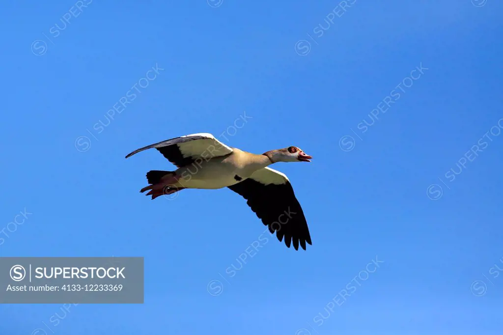 Egyptian Goose, (Alopochen aegyptiacus), adult flying, Mannheim, Germany, Europe