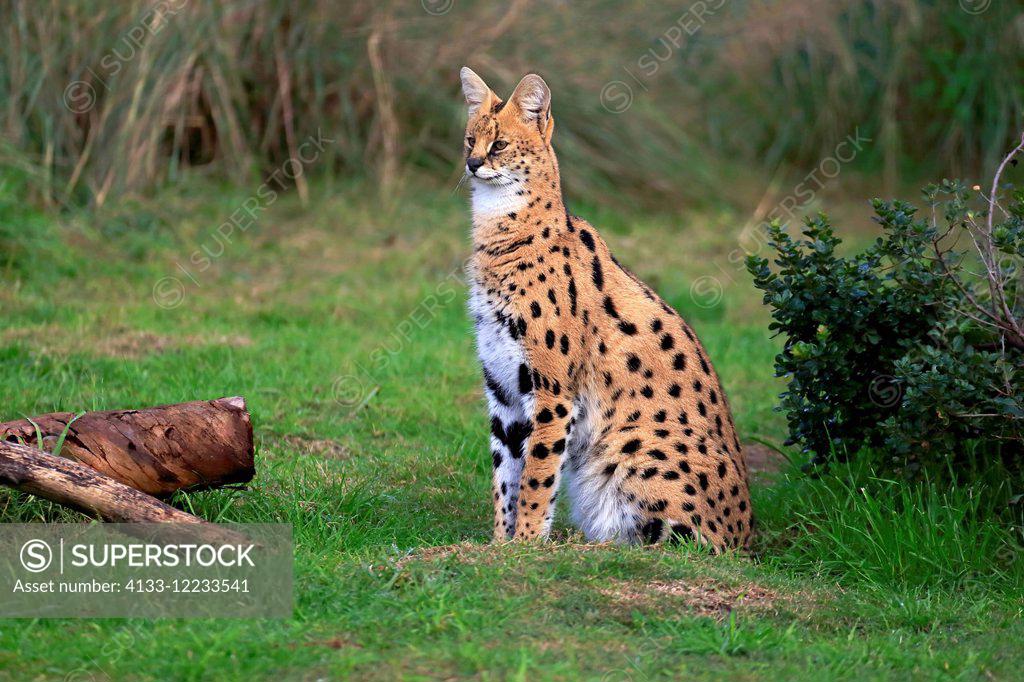 Adult serval sale