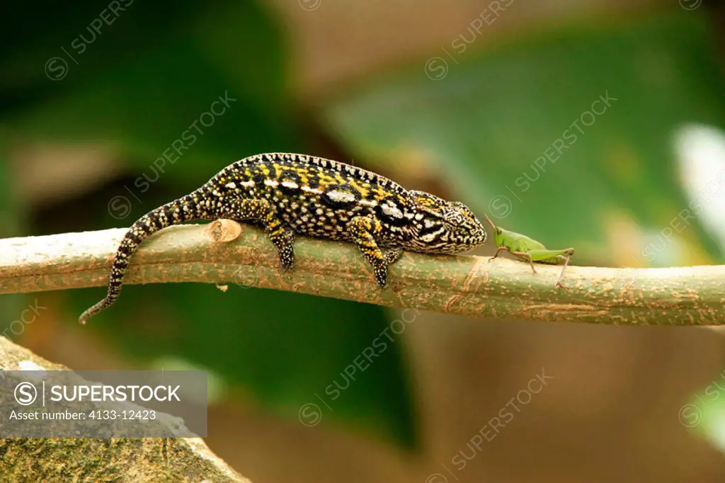 Chamaeleon Furcifer lateralis, Furcifer lateralis, Madagascar, adult female on tree