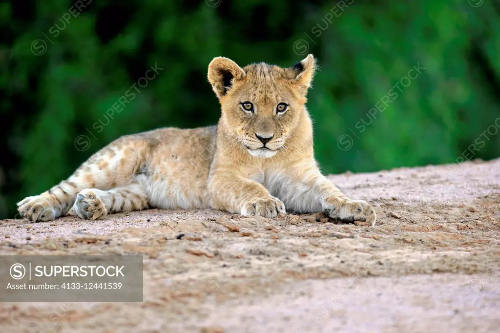 Lion, (Panthera leo), young four month old resting, Tswalu Game Reserve, Kalahari, Northern Cape, South Africa, Africa