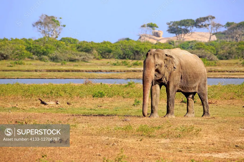 Sri Lankan Elephant, (Elephas maximus maximus), Asian Elephant, adult male searching for food, Yala Nationalpark, Sri Lanka, Asia