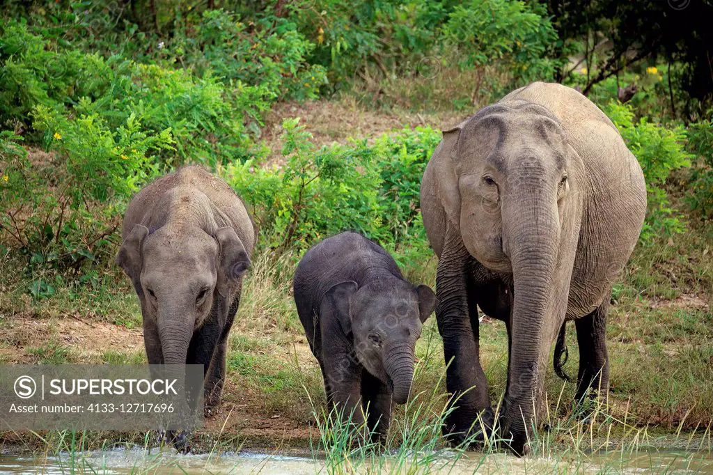 Sri Lankan Elephant, (Elephas maximus maximus), Asian Elephant, mother with youngs at water, Yala Nationalpark, Sri Lanka, Asia