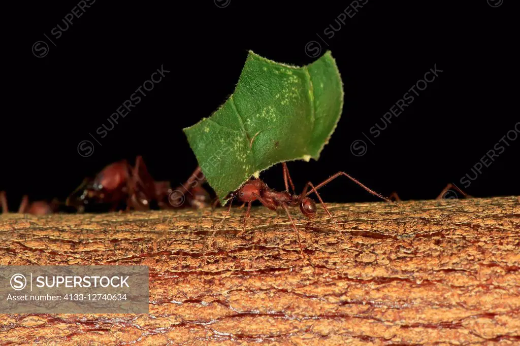 Leafcutter ant, (Atta sexdens), carries leaf, transportation of cutted leaf, South America, Central America