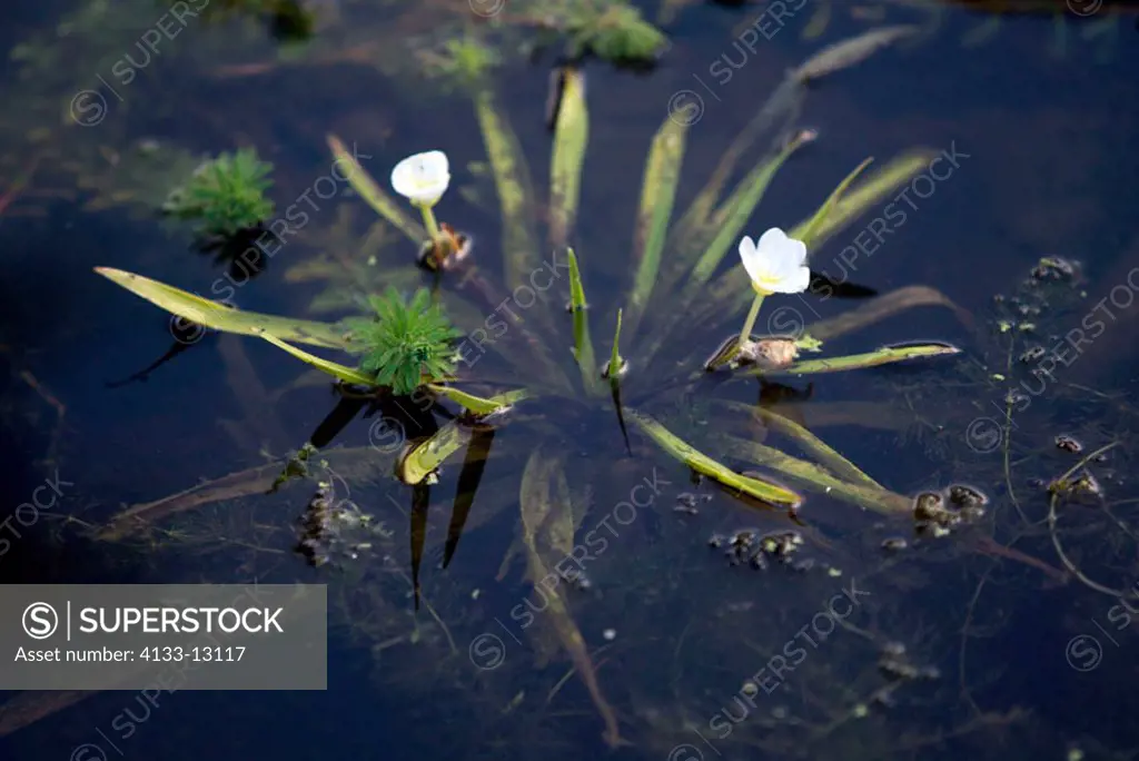 Whorled water-milfoil whorled water milfoil Stratoides aloides Germany Europe