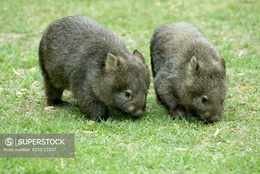 Common wombat Vombatus ursinus Australia