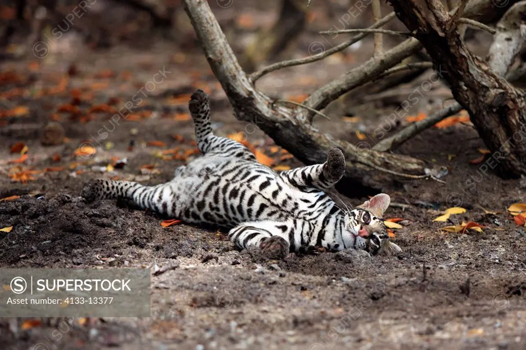 Ocelot,Felis pardalis,Honduras,South America,adult male on ground