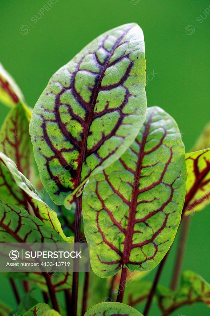 French Sorrel,Sour Dock, Buckler_leafed Sorrel,Rumex scutatus ...