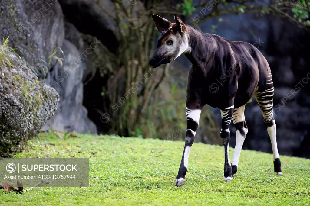 Okapi, (Okapia johnstoni), adult alert, Africa