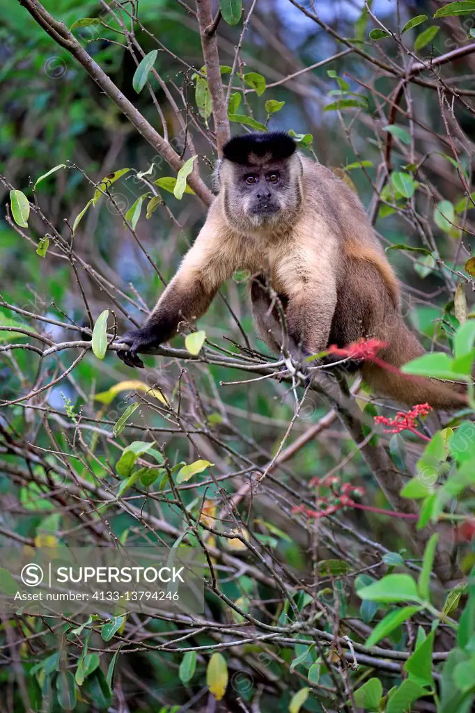 Brown Capuchin, Tufted Capuchin, Black-capped Capuchin, (Cebus apella), adult on tree, Pantanal, Mato Grosso, Brazil, South America