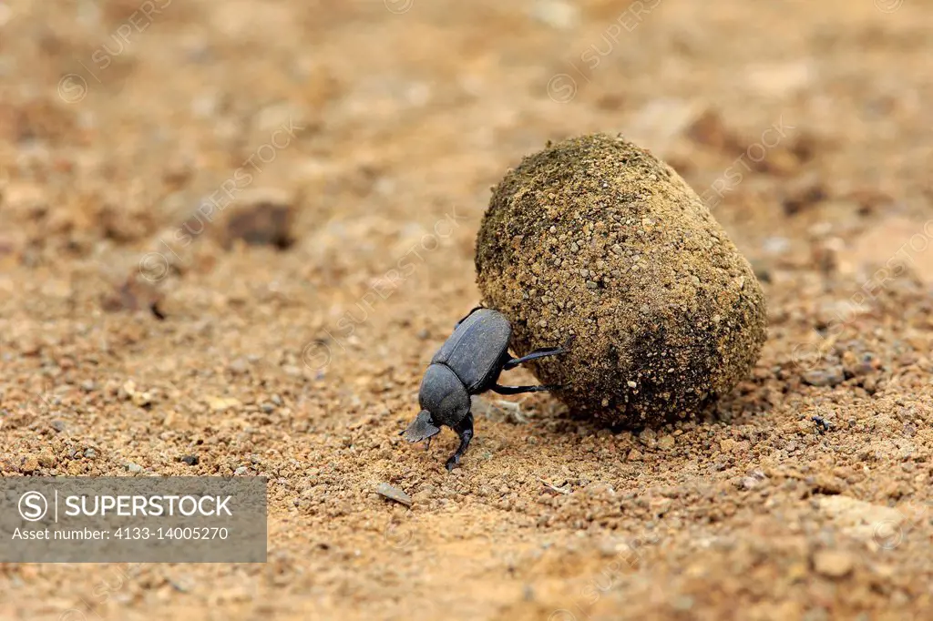 Dung Beetle, (Scarabaeus sacer), adult rolls elephant dung for egg deposition, Isimangaliso Wetland Park, Kwazulu Natal, South Africa, Africa