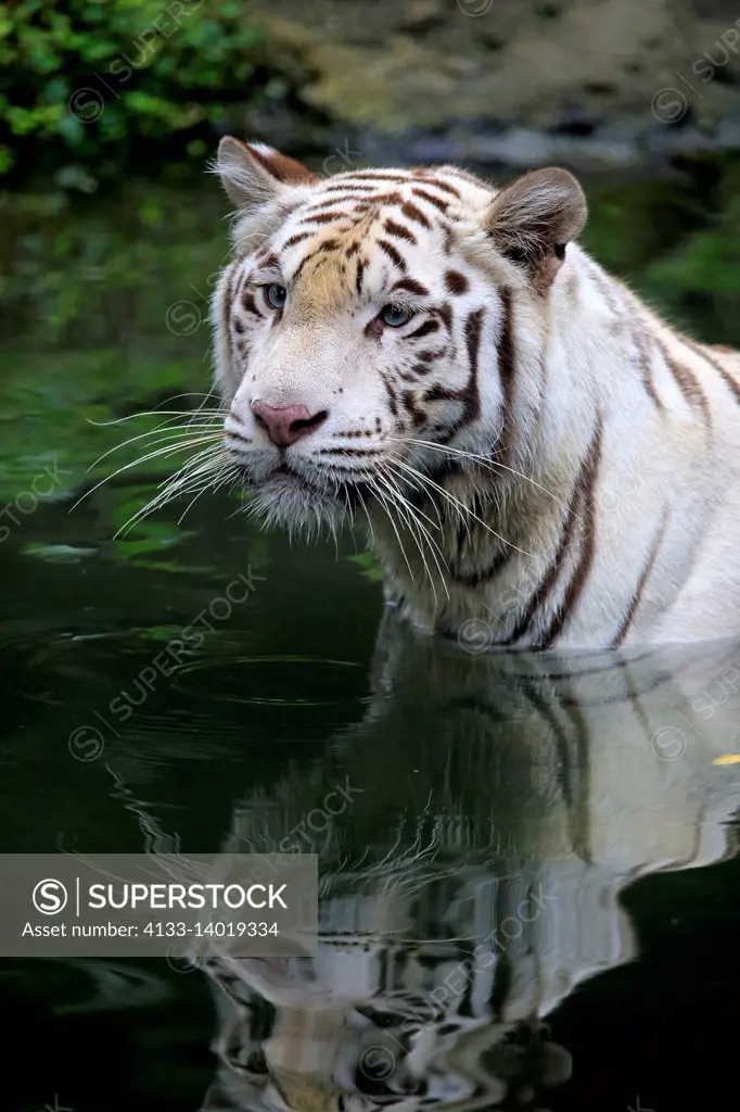 Indian Tiger White Form, White tiger, Bengal tiger, (Panthera tigris tigris), adult in water portrait, India, Asia