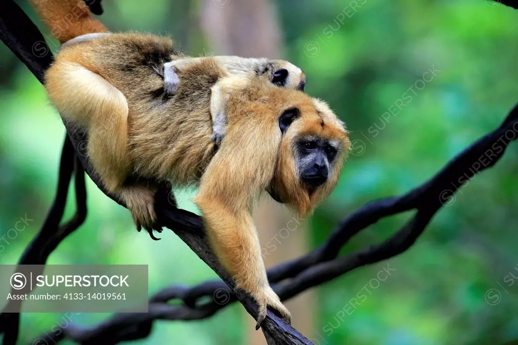 Black Howler Monkey, (Alouatta caraya), adult female with young on back, South Amerika