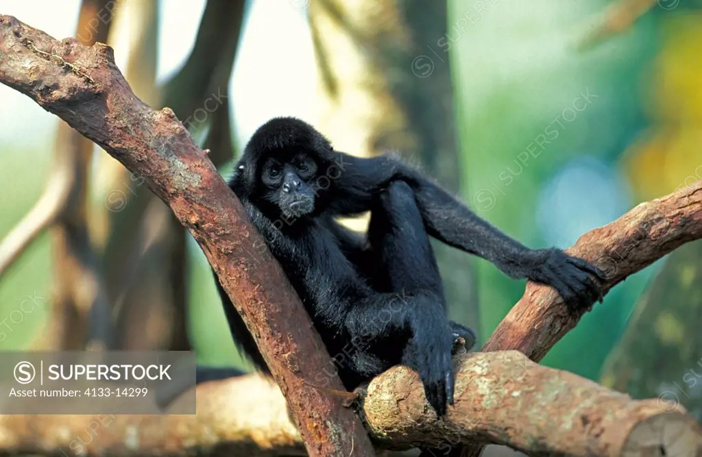 Black Spider Monkey,Ateles paniscus,South America,adult on tree
