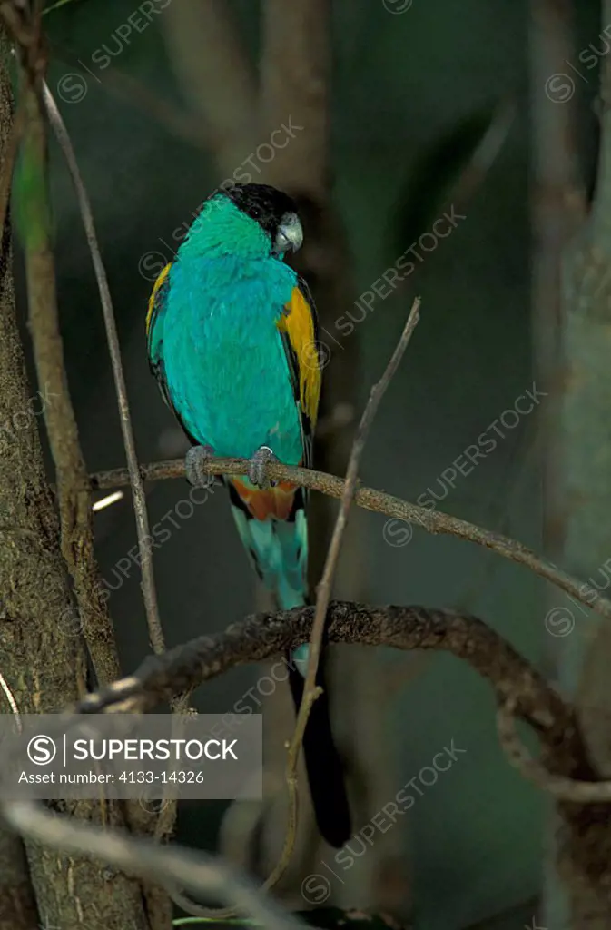 Hooded Parrot Psephotus dissimilis Australia