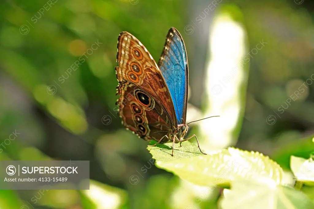 Blue Morpho,Morpho anaxibia,South America,Imago