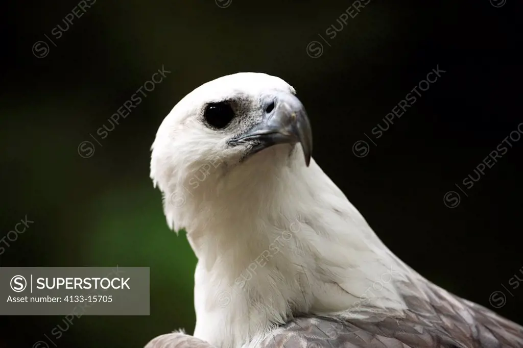 Haliaeetus leucogaster,white breasted sea eagle,Australia,adult portrait