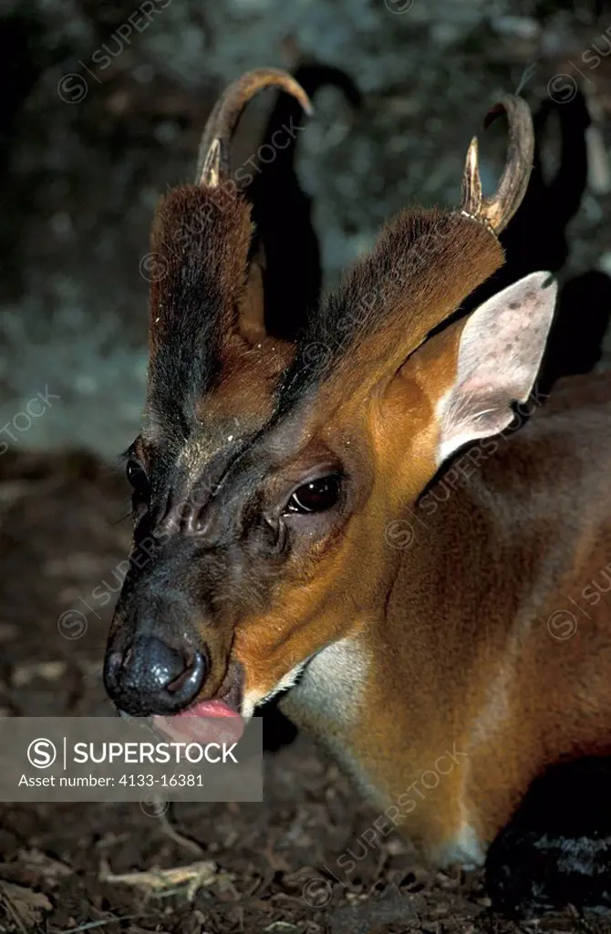 Indian Muntjac,Muntiacus muntjak,India,Asia,adult portrait