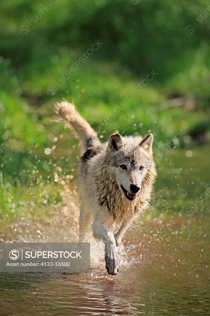 Gray Wolf,Grey Wolf,Canis lupus,Minnesota,USA,adult running through water