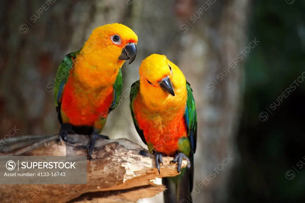 Jendaya Parakeet,Aratinga solstitialis jandaya,Pantanal,Brazil,adults,pair,couple,on tree