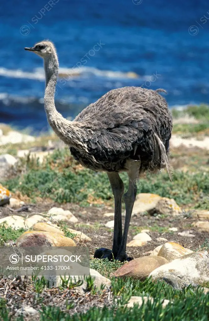 South African Ostrich,Struthio camelus australis,Cape of the good Hope Nationalpark,South Africa,Africa,adult female