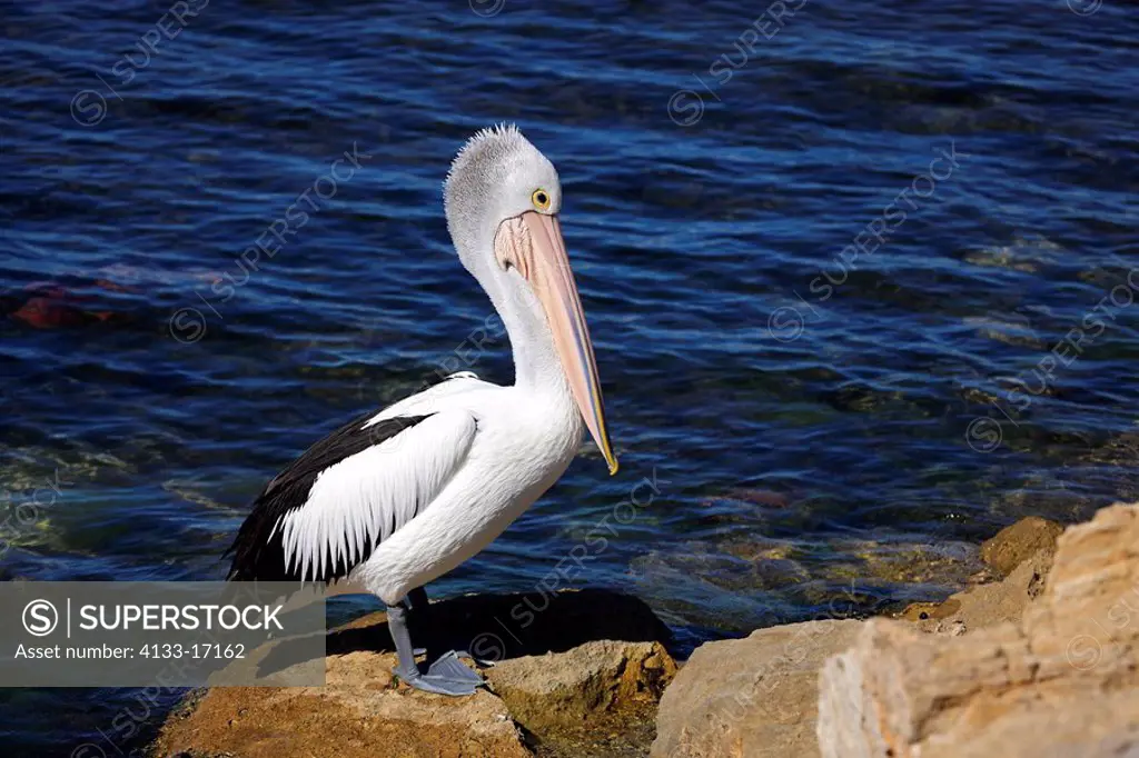 Australian Pelican,Pelecanus conspicillatus,Kingscote,Kangaroo Island,Australia,adult on rock