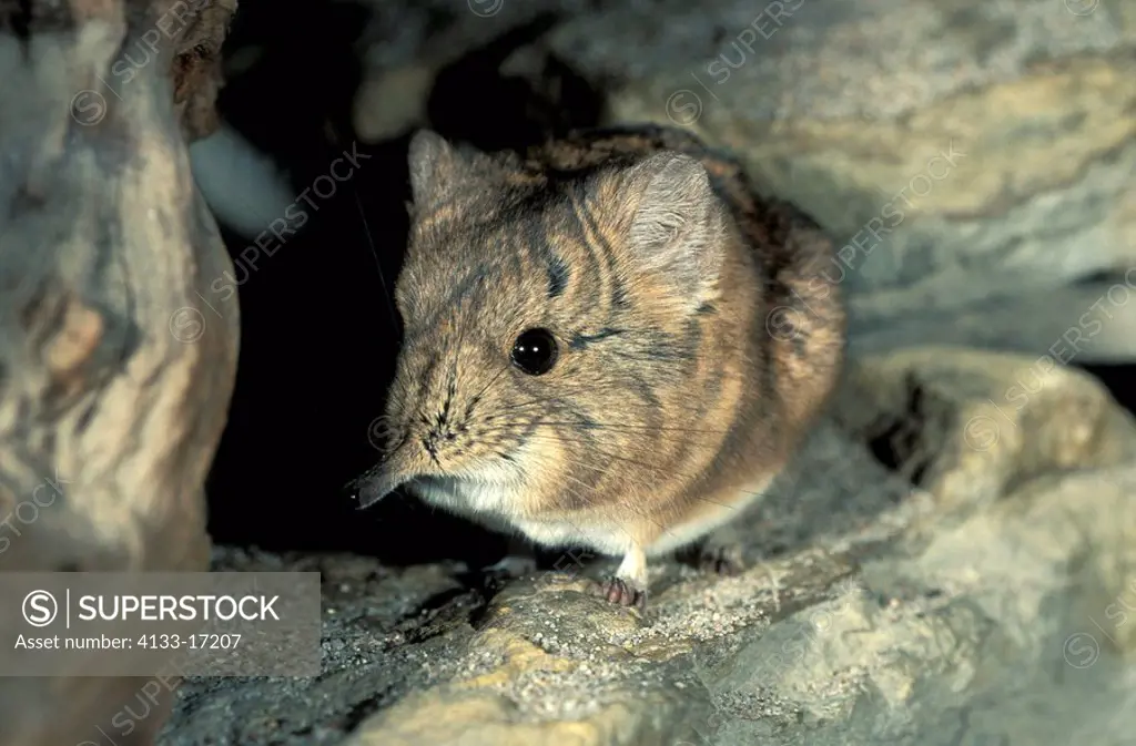 Short Eared Elephant Shrew,Macroscelides proboscideus,Africa,adult on ground