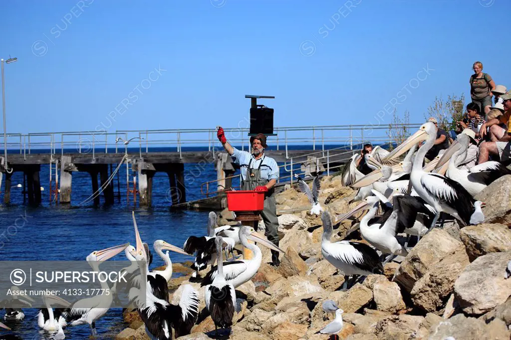 Pelican Man,Kingscote,Kangaroo Island,Australia,john the pelikan man feeds Australian Pelicans