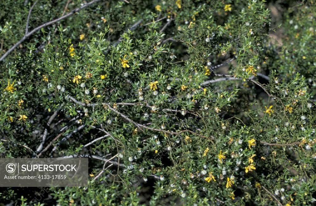 Creosote Bush , Larrea tridentata , Sonora Desert , Arizona , USA , America , bloom