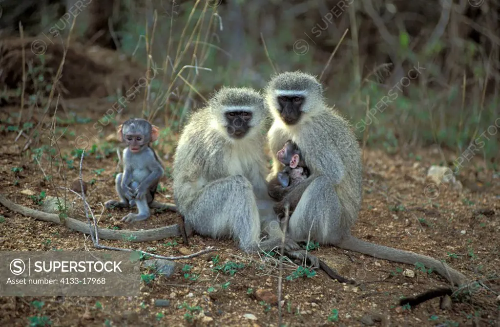 Vervet Monkey,Grivet Monkey,Cercopithecus aethiops,Krueger Nationalpark,South Africa,Africa,two mothers with baby