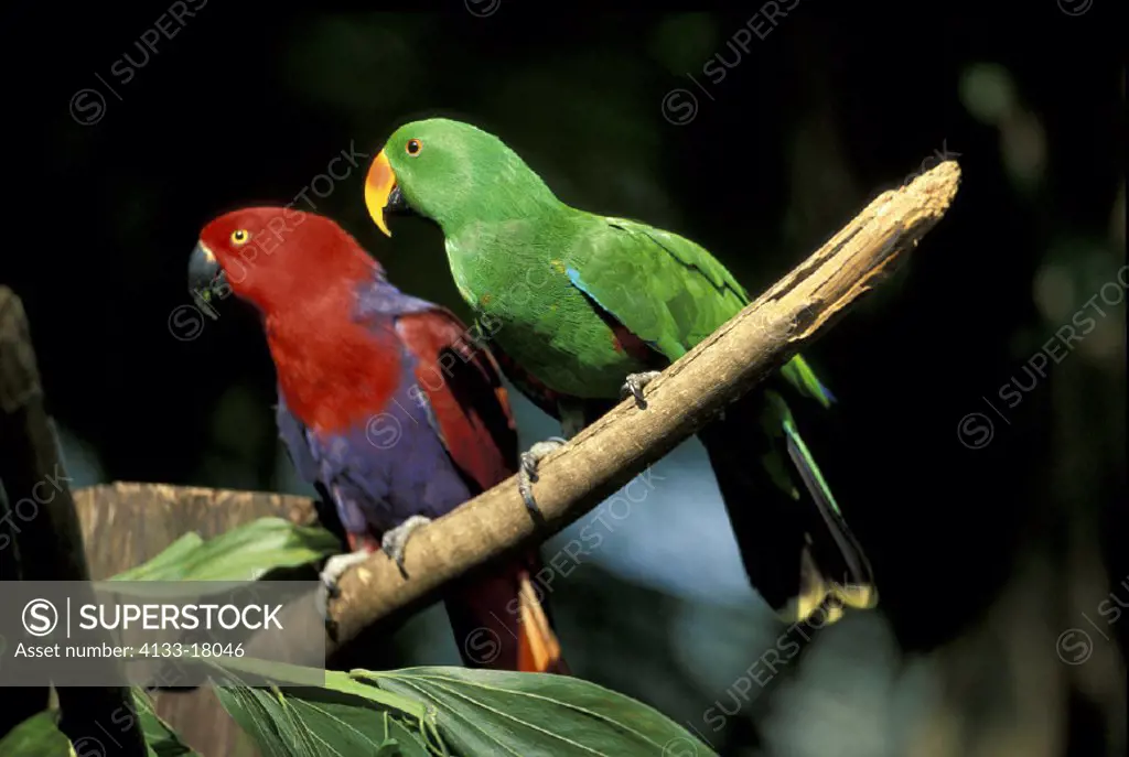 Eclectus Parrots , Eclectus roratus , Pacific Islands , New Guinea , couple , pair