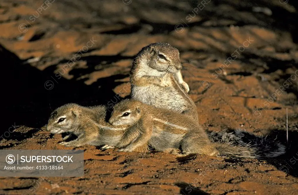 Ground Squirrel,Xerus inaurus,Kalahari Kgalagadi Tranfrontier Park,South Africa,Africa,adult with youngs at cave in last sunlight