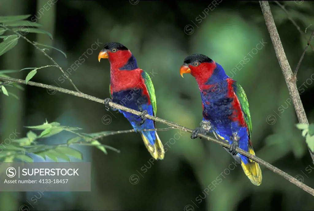 Black capped Lory , Lorius Lory , Asia , Indonesia , Papua , New Guinea , adults , couple , pair ,on tree