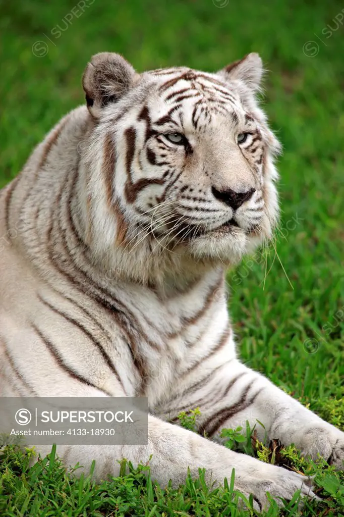 Indian Tiger,Panthera tigris tigris,India,Asia,adult portrait