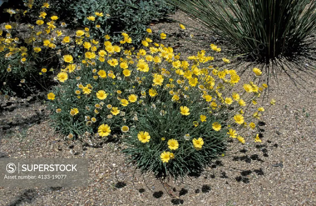 Angelita Daisy , Hymenoxys acaulis , Arizona , USA , America , bloom