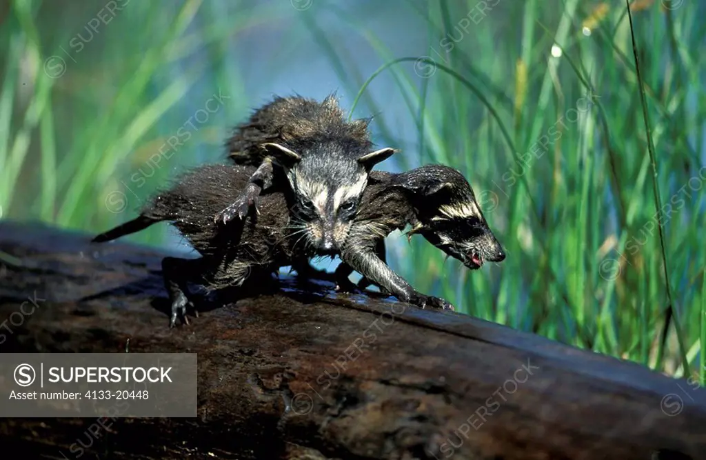 North American Raccoon,Procyon lotor,Montana,USA,two young animals playing at water