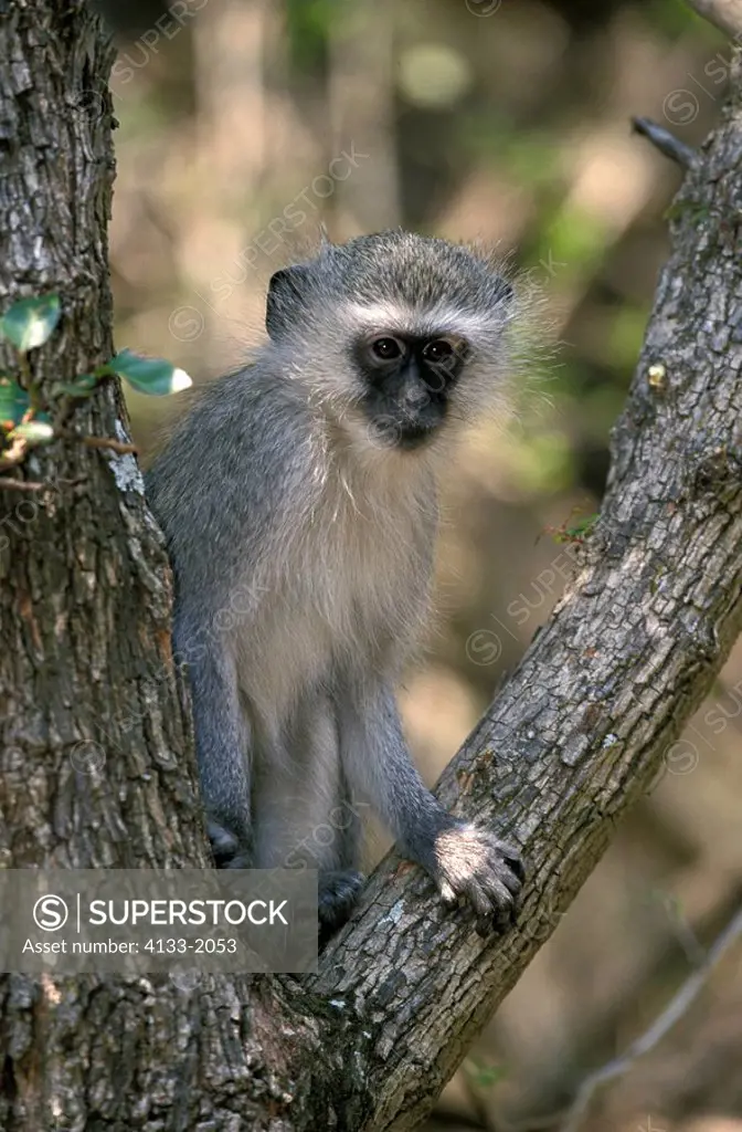 Vervet Monkey,Grivet Monkey,Cercopithecus aethiops,Krueger Nationalpark,South Africa,Africa,adult on tree