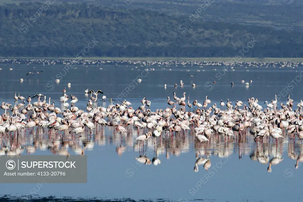 Lesser Flamingo Phoenicopterus minor Lake Nakuru Kenya