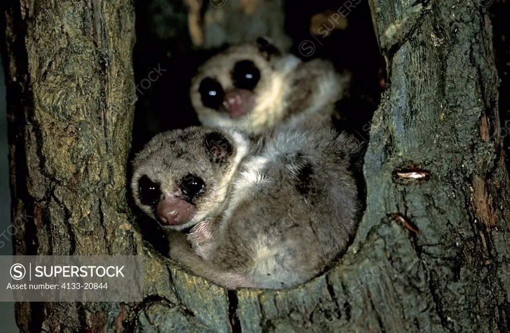 Fat Tailed Dwarf Lemur,Cheirogaleus medius,Madagascar,Africa,adult couple in cave on tree